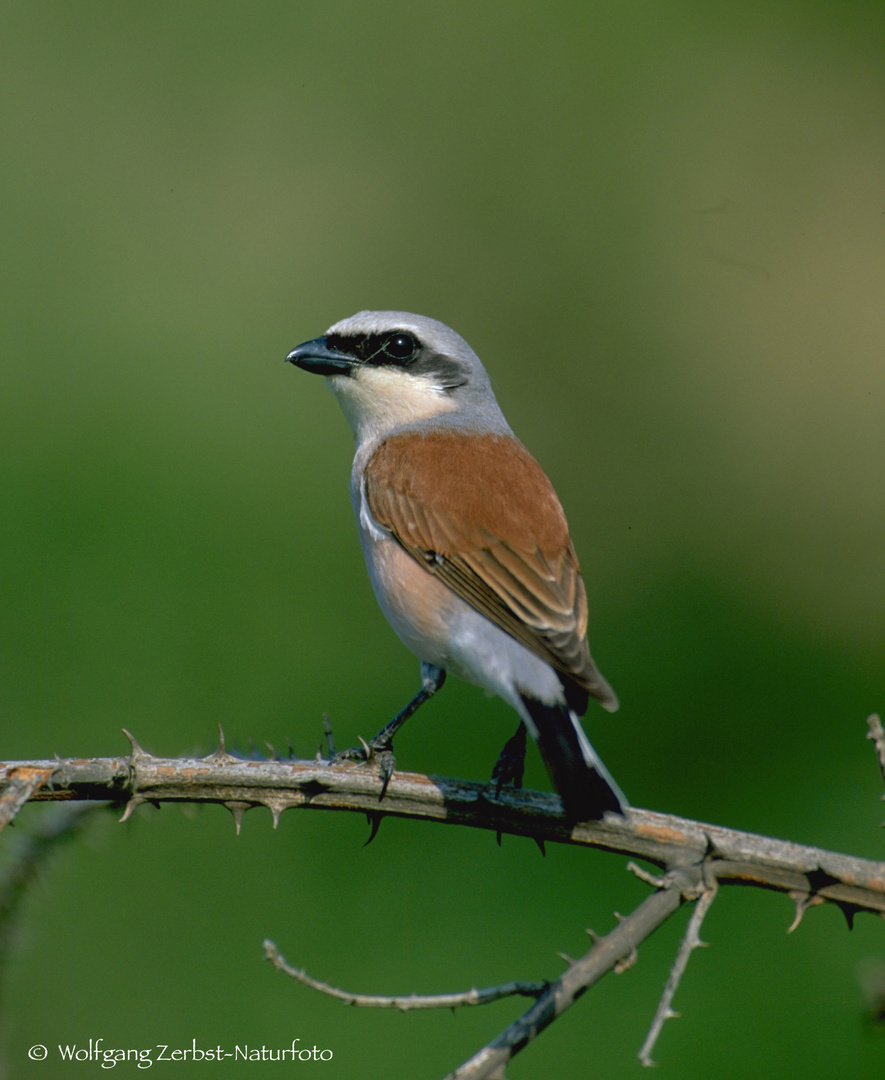 - NEUNTÖTER -  ( Lanius collurio )