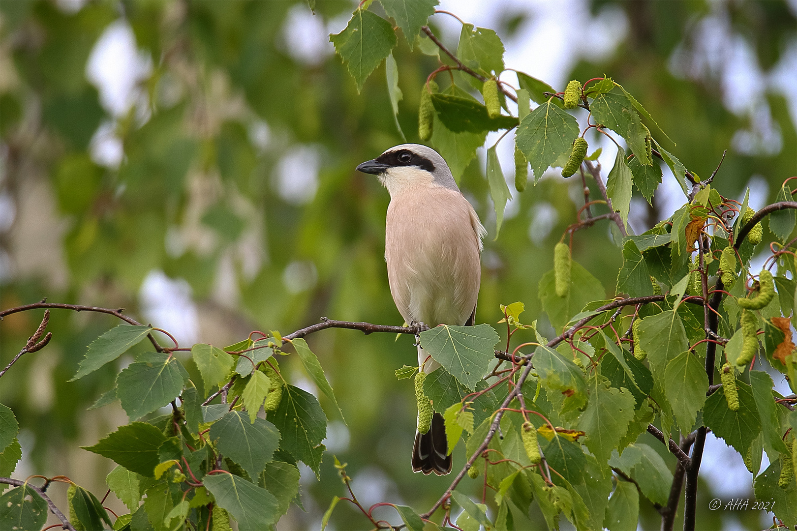 Neuntöter (Lanius collurio)