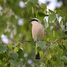 Neuntöter (Lanius collurio)