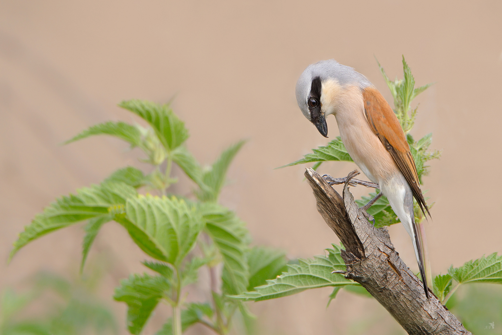 Neuntöter (Lanius collurio)