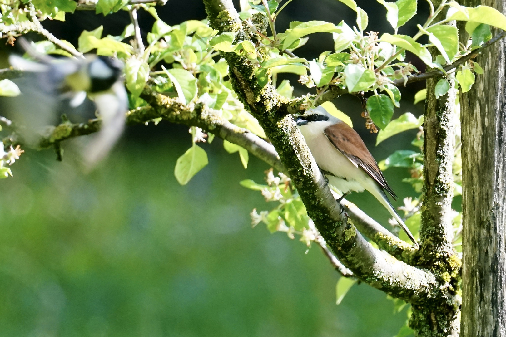 Neuntöter (Lanius collurio)