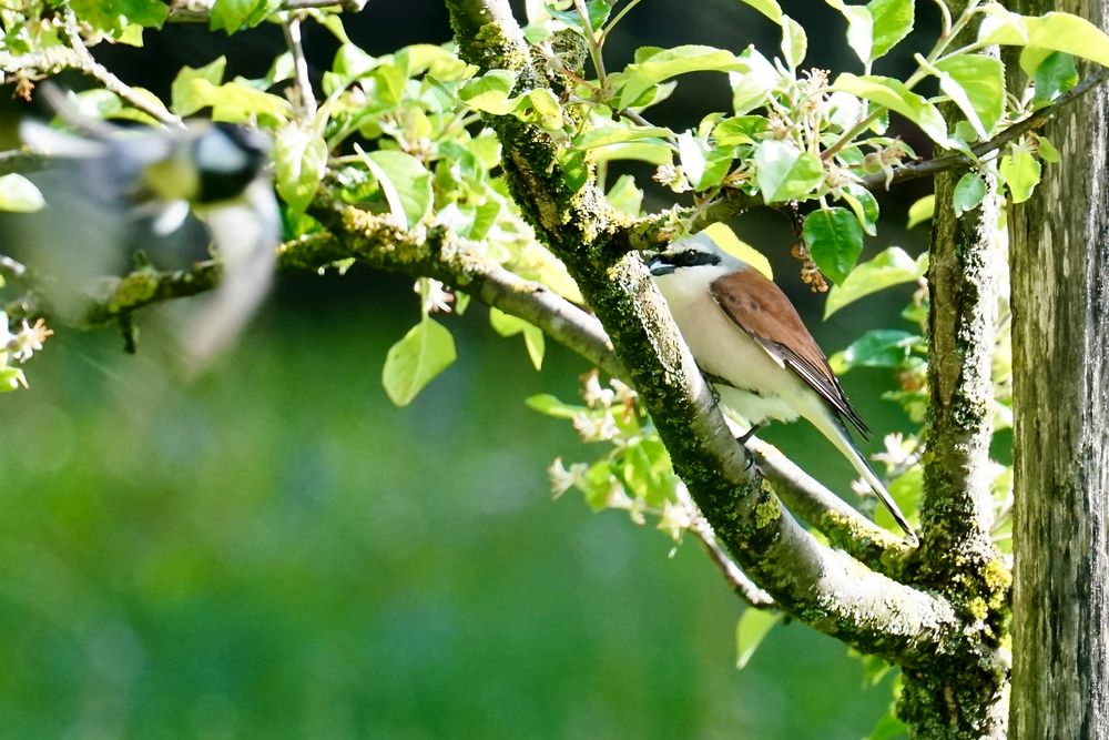 Neuntöter (Lanius collurio)