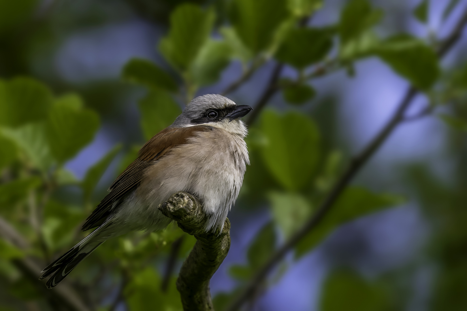 Neuntöter (Lanius collurio)