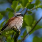 Neuntöter (Lanius collurio)