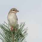 Neuntöter (Lanius collurio) 