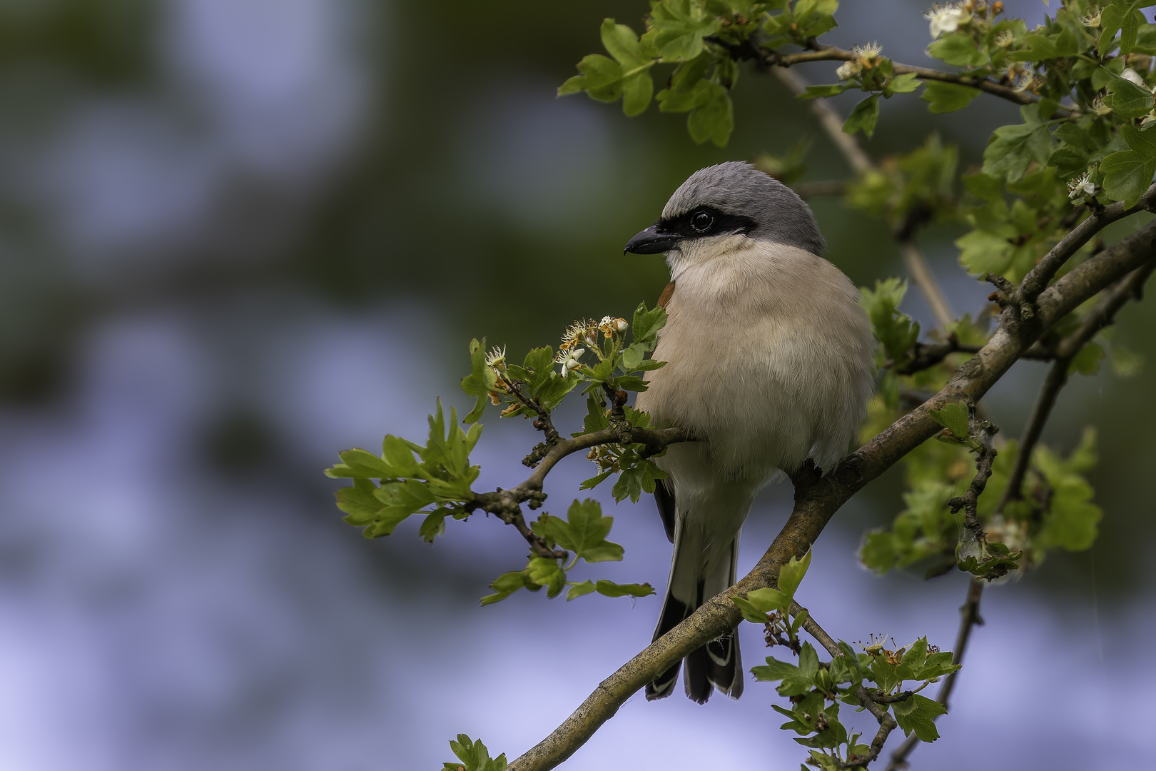 Neuntöter (Lanius collurio)