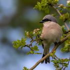 Neuntöter (Lanius collurio)