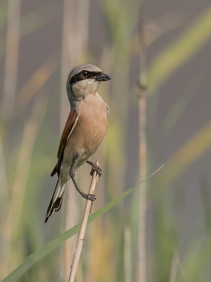 Neuntöter (Lanius collurio)