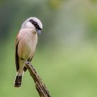 Neuntöter  ( Lanius collurio )