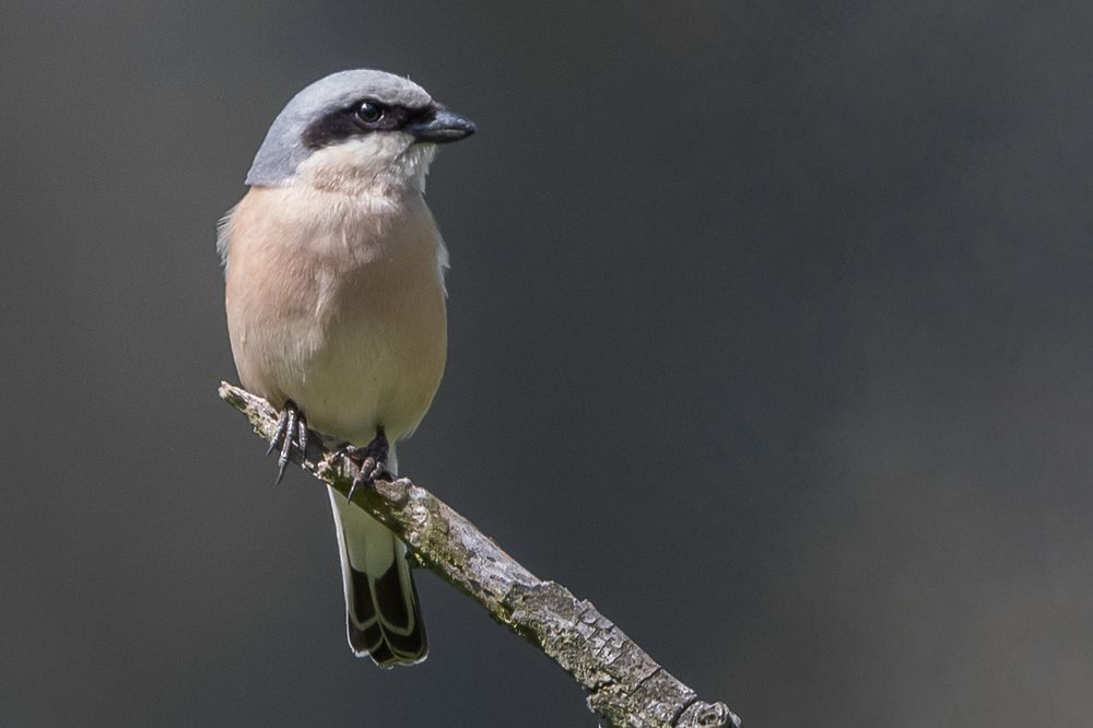 Neuntöter (Lanius collurio)