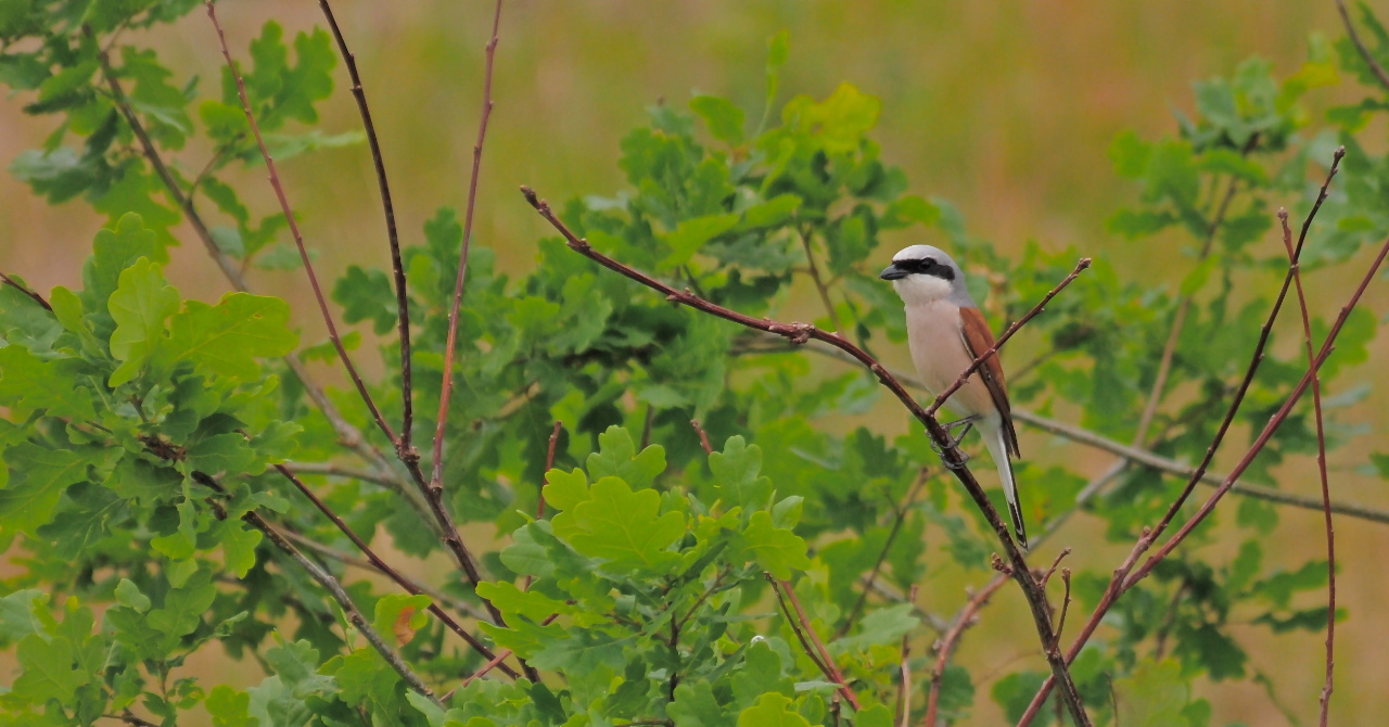 Neuntöter (Lanius collurio)