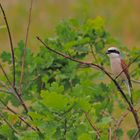 Neuntöter (Lanius collurio)