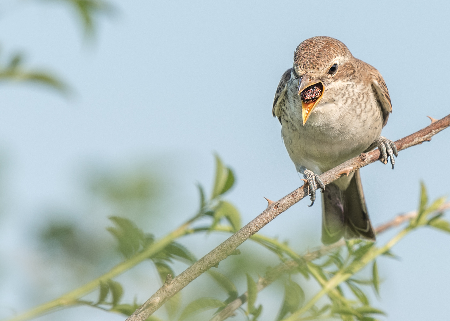 Neuntöter (Lanius collurio)