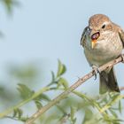 Neuntöter (Lanius collurio)