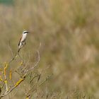 Neuntöter (Lanius collurio)