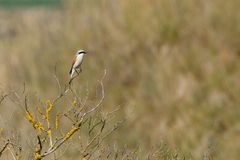 Neuntöter (Lanius collurio)