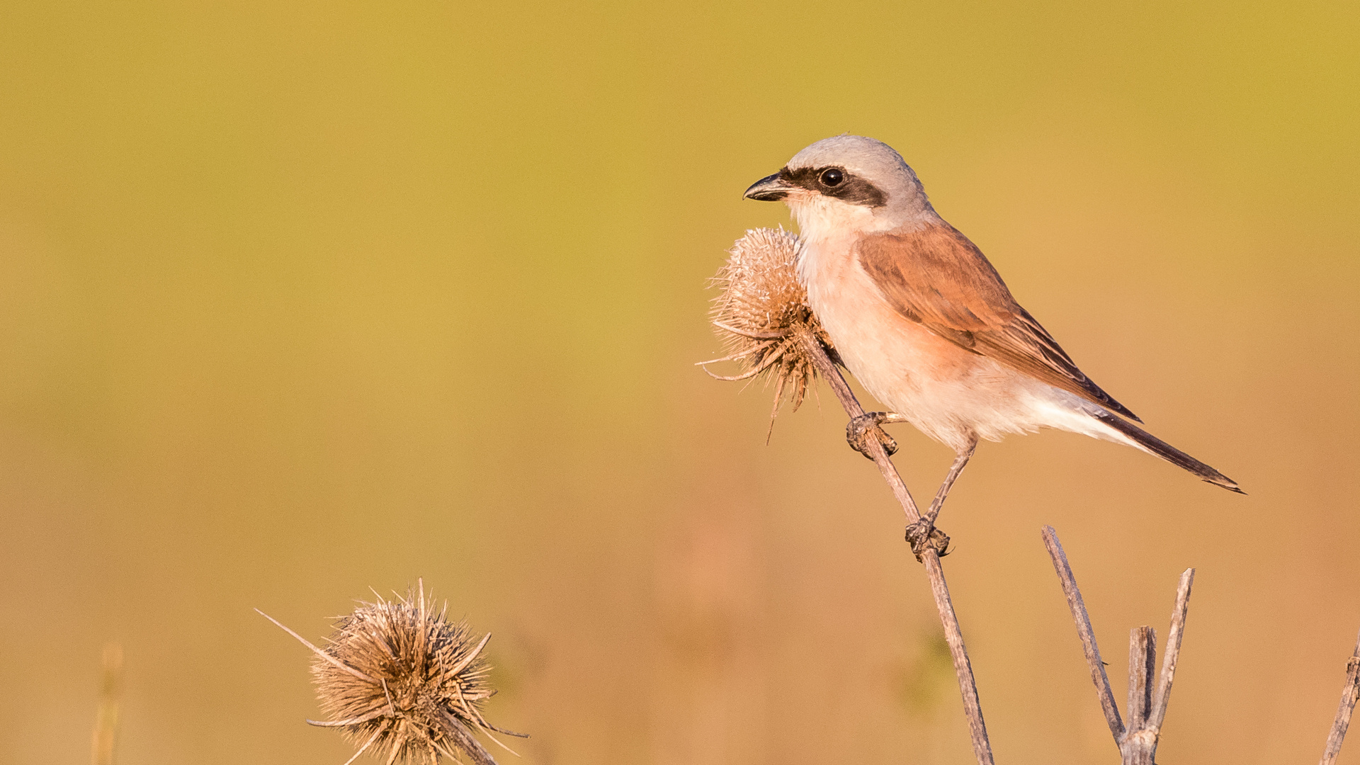 Neuntöter (Lanius collurio) II