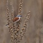 Neuntöter (Lanius collurio), Männchen