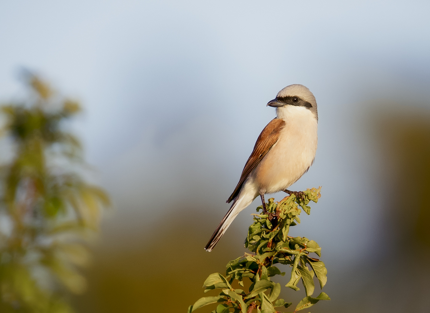 Neuntöter (Lanius collurio), Männchen