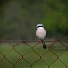 Neuntöter (Lanius collurio), Männchen