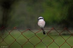 Neuntöter (Lanius collurio), Männchen