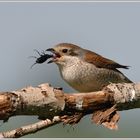 Neuntöter (Lanius collurio) mit Beute