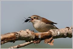 Neuntöter (Lanius collurio) mit Beute