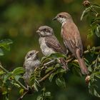 Neuntöter- Lanius collurio mit Nachwuchs