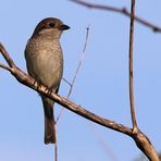 Neuntöter (Lanius collurio) oder Rotrückenwürger