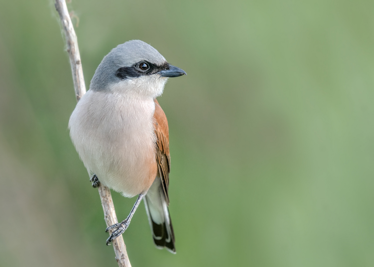 Neuntöter (Lanius collurio) oder Rotrückenwürger 