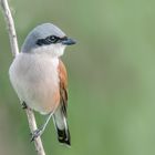 Neuntöter (Lanius collurio) oder Rotrückenwürger 