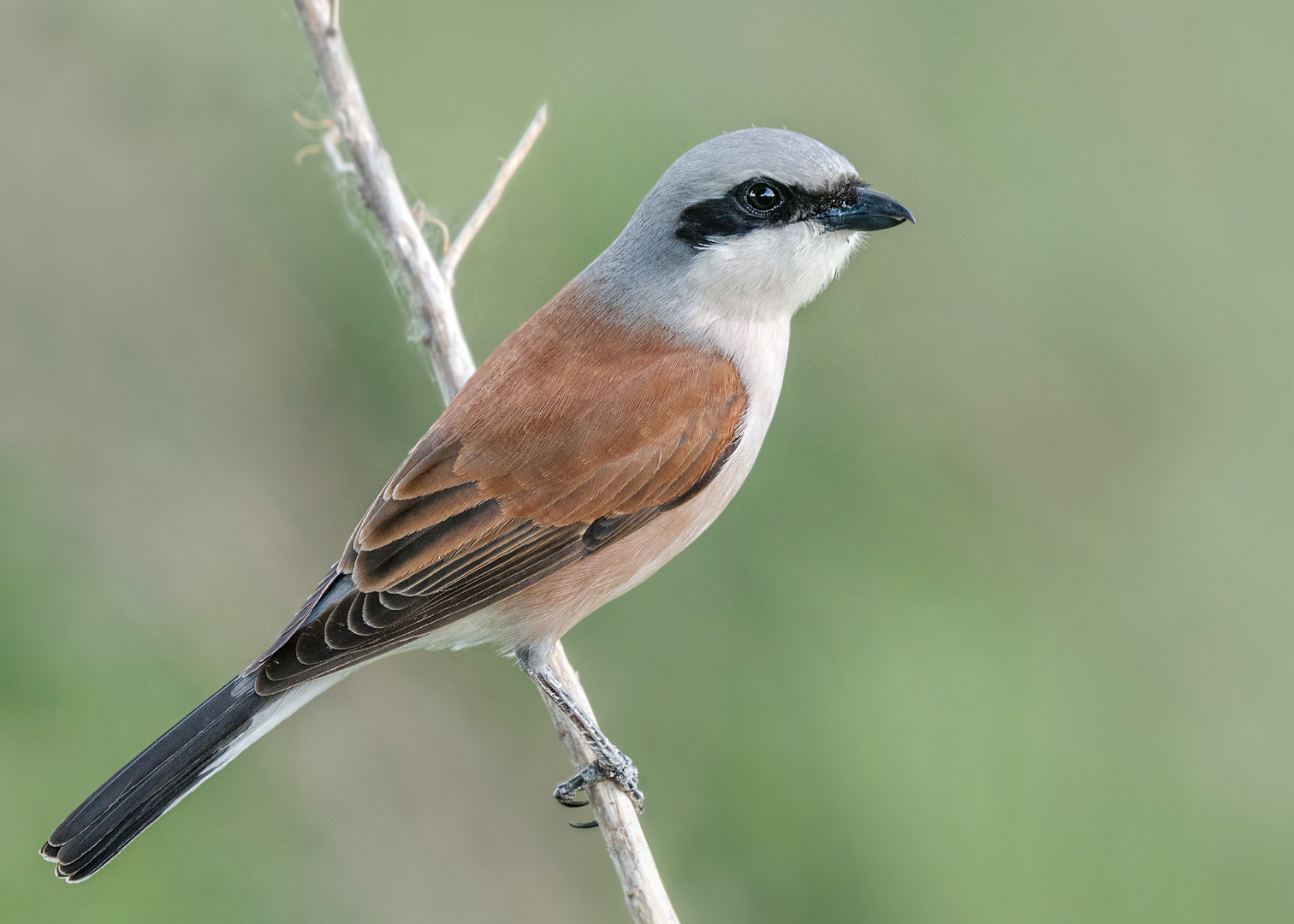 Neuntöter (Lanius collurio) oder Rotrückenwürger 