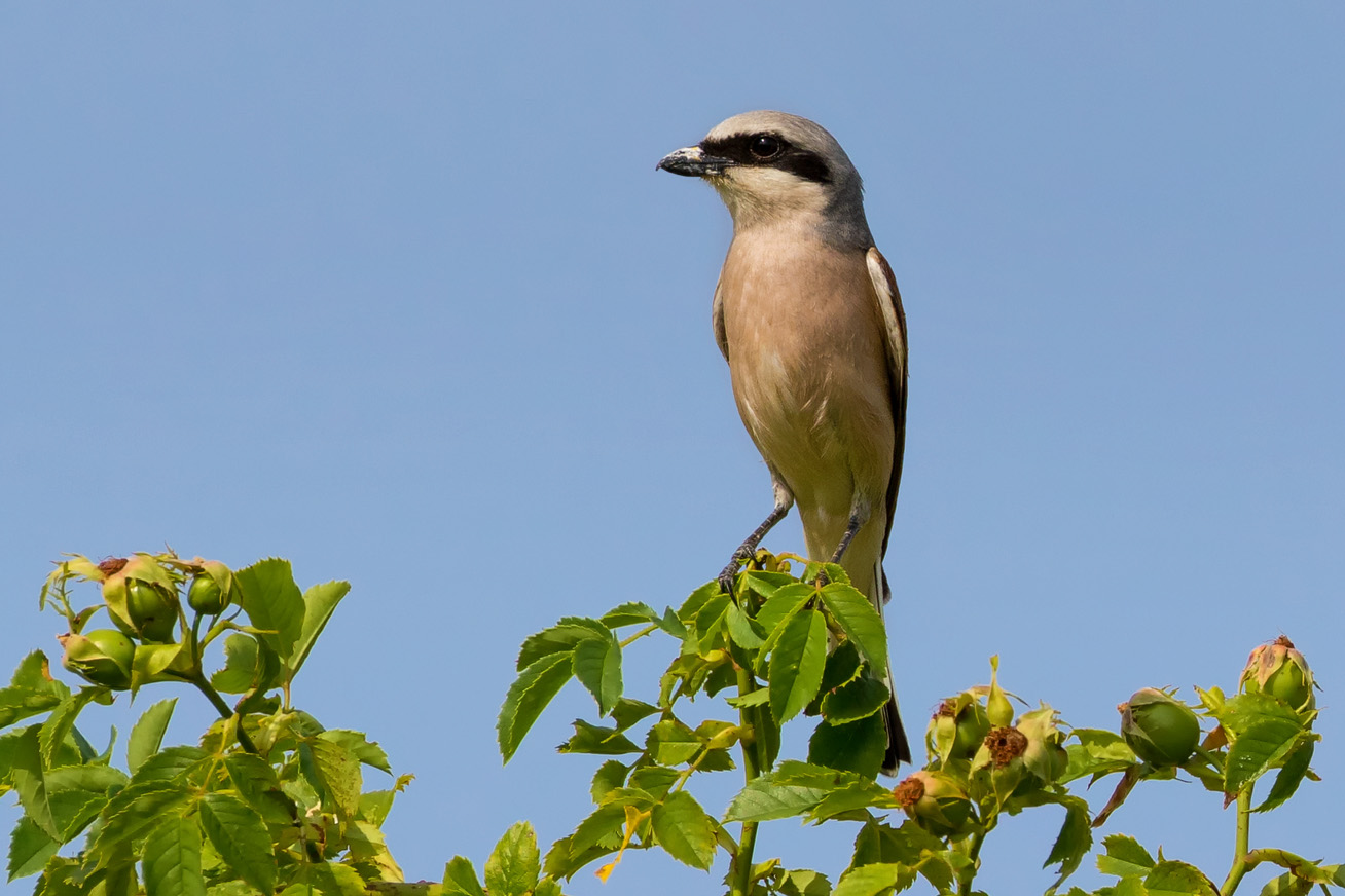 Neuntöter (Lanius collurio) oder Rotrückenwürger