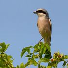 Neuntöter (Lanius collurio) oder Rotrückenwürger