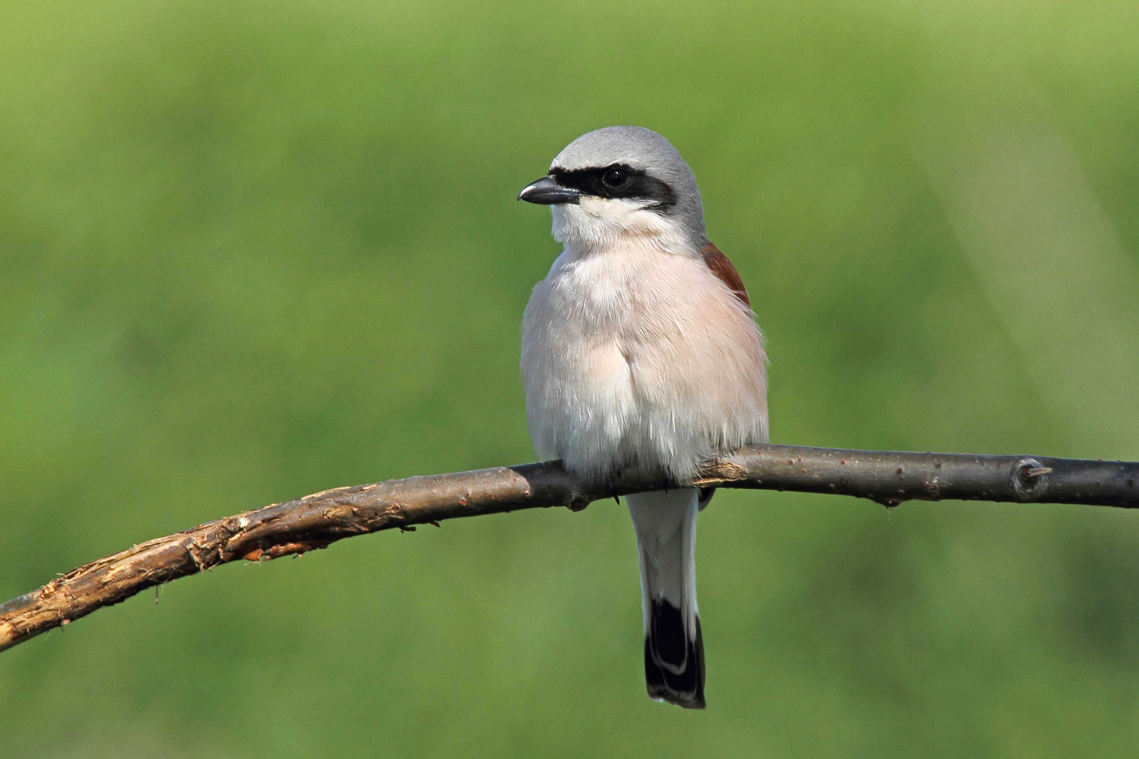 Neuntöter (Lanius collurio) oder Rotrückenwürger - männlich