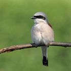 Neuntöter (Lanius collurio) oder Rotrückenwürger - männlich