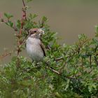 Neuntöter | Lanius collurio | weiblich