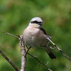 Neuntöter (m.) Lanius collurio  auf seinem Ansitz