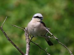 Neuntöter (m.) Lanius collurio  auf seinem Ansitz