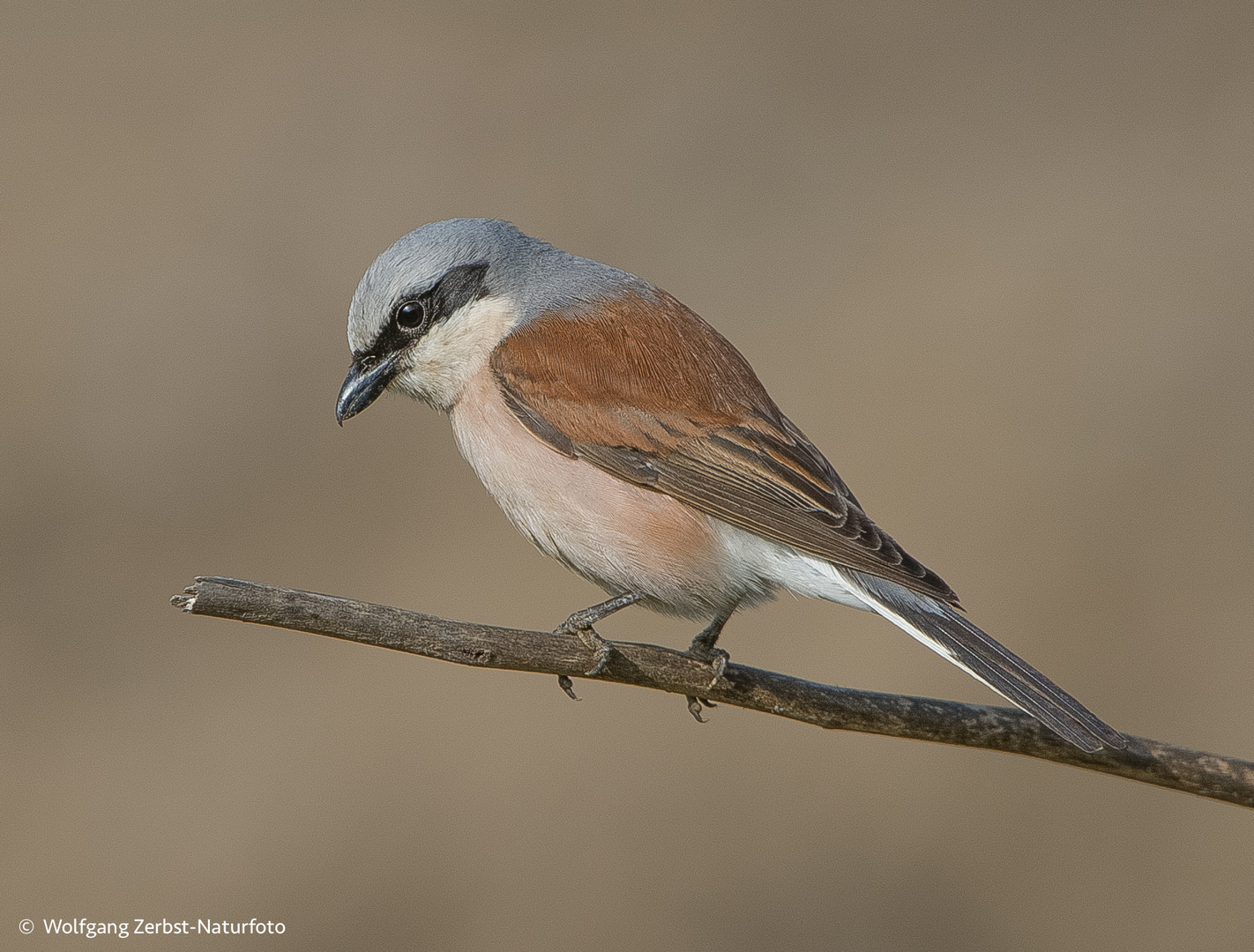 - Neuntöter m. ( Lanius collurio )