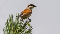 Neuntöter Männchen