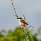 Neuntöter-Männchen auf dem Ansitz