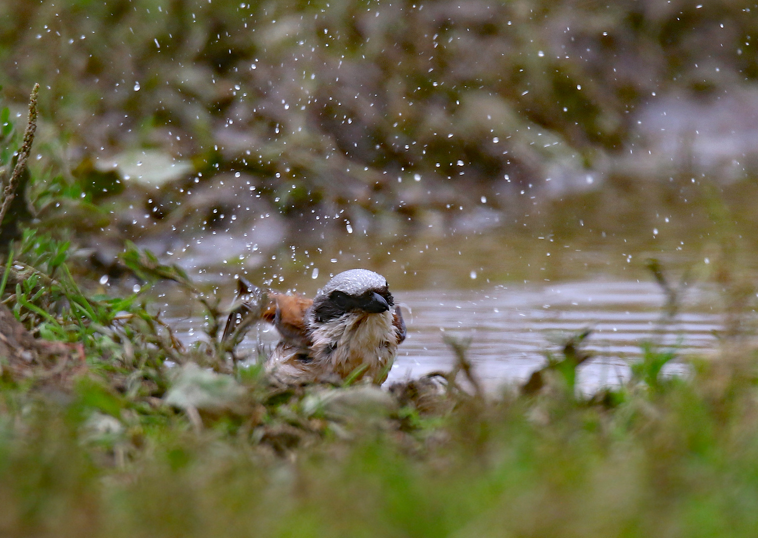 Neuntöter - Männchen beim Baden