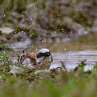 Neuntöter - Männchen beim Baden