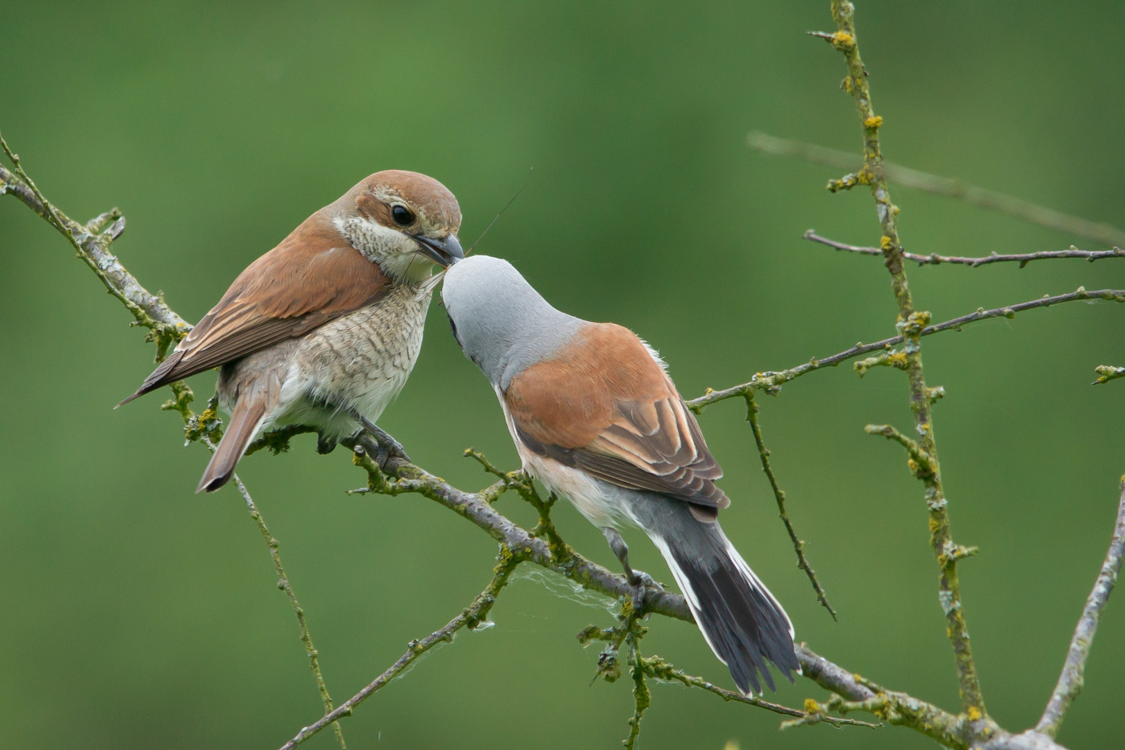 Neuntöter       Männchen füttert Weibchen