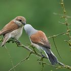 Neuntöter       Männchen füttert Weibchen