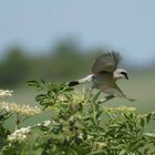 Neuntöter - Männchen im Flug