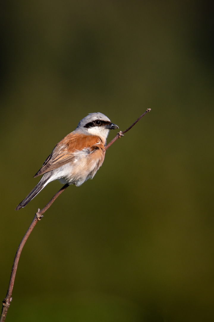 Neuntöter männchen in der Abendsonne