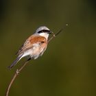 Neuntöter männchen in der Abendsonne