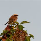 Neuntöter Männchen in der Morgensonne!